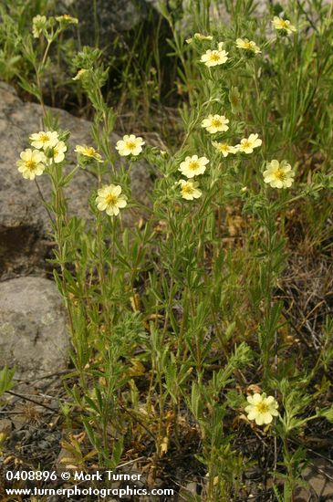 Potentilla recta