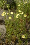 Sulphur Cinquefoil