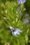 Elegant Downingia blossom & foliage detail