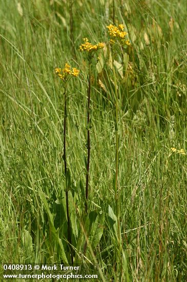 Senecio hydrophiloides (S. foetidus var. hydrophiloides)