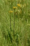 Sweet Marsh Groundsel