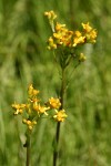 Sweet Marsh Groundsel blossoms