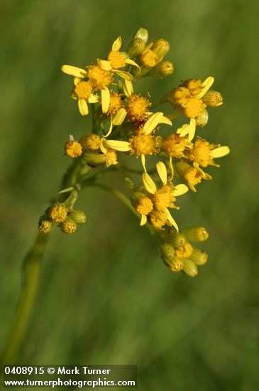 Senecio hydrophiloides (S. foetidus var. hydrophiloides)