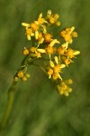 Sweet Marsh Groundsel blossoms