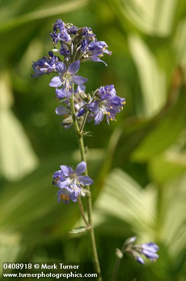 Polemonium occidentale