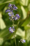 Western Jacob's Ladder
