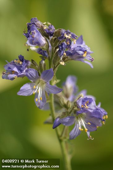 Polemonium occidentale