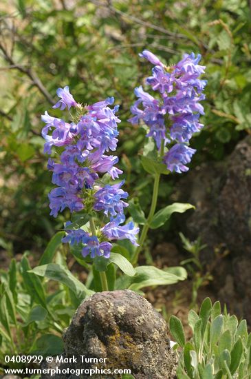 Penstemon pennellianus