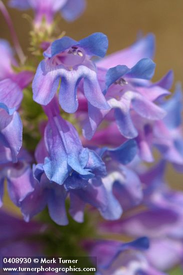 Penstemon pennellianus