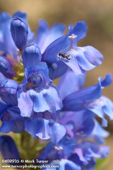 Penstemon pennellianus