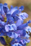 Blue Mountain Penstemon blossoms detail