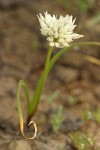 Brandegee's Onion