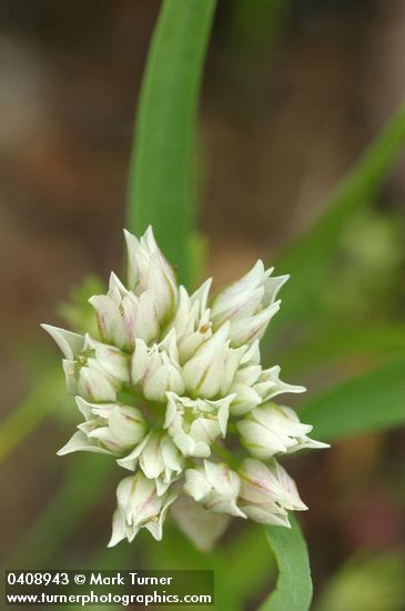 Allium brandegeei