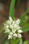 Brandegee's Onion blossoms detail