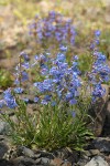 Taper-leaved Penstemon