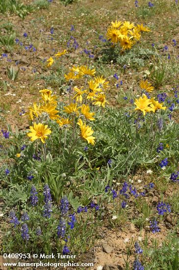 Balsamorhiza incana; Delphinium nuttallianum