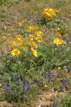 Hoary Balsamroot w/ Upland Larkspur