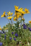 Hoary Balsamroot w/ Upland Larkspur against blue sky