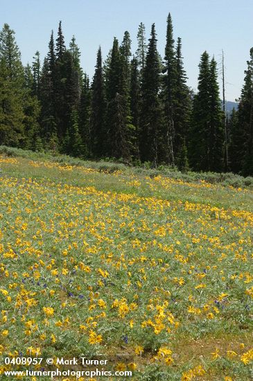 Balsamorhiza incana