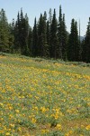 Hoary Balsamroot in meadow