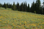 Hoary Balsamroot in meadow