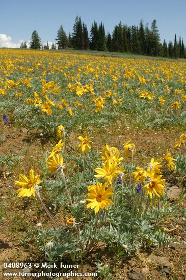 Balsamorhiza incana