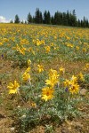 Hoary Balsamroot in meadow