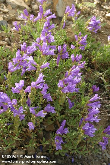 Penstemon fruticosus