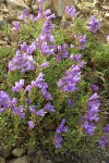 Shrubby Penstemon