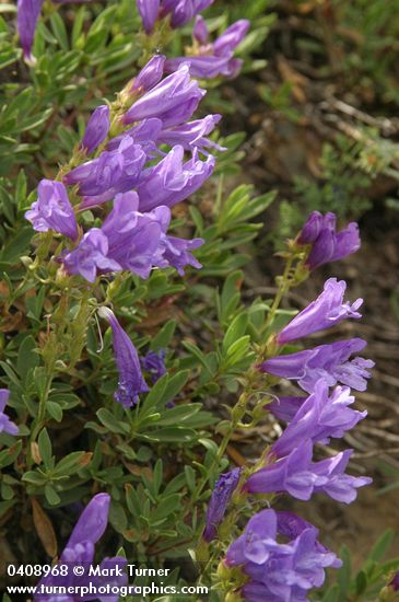 Penstemon fruticosus