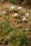 Ballhead Sandwort