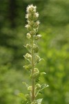 Varied-leaf Phacelia