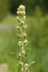 Varied-leaf Phacelia