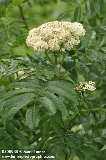 Sorbus scopulina