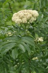 Cascade Mountain-ash blossoms & foliage