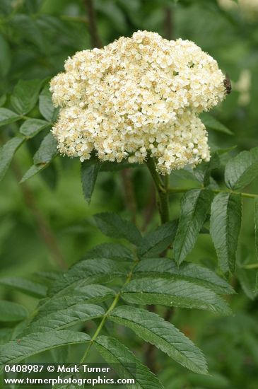 Sorbus scopulina