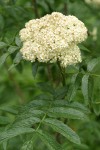 Cascade Mountain-ash blossoms & foliage