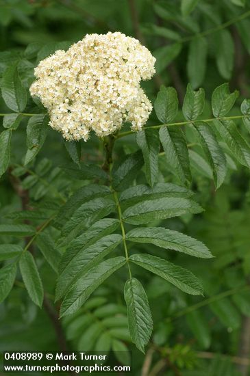 Sorbus scopulina