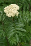 Cascade Mountain-ash blossoms & foliage