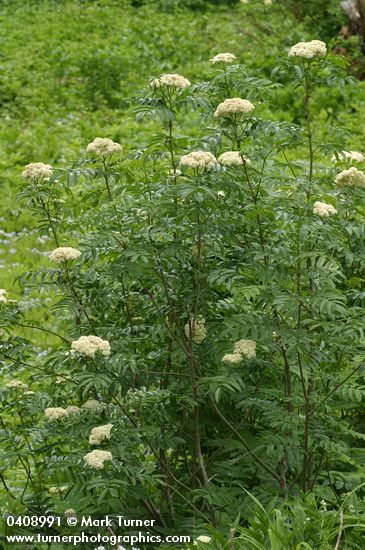 Sorbus scopulina