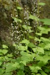 Foamflower