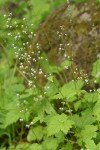 Foamflower