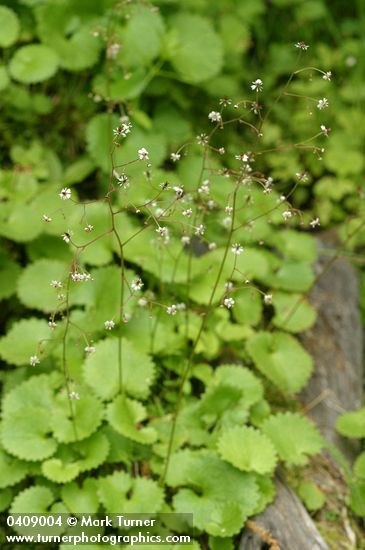 Saxifraga odontoloma (S. arguta)