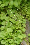 Brook Saxifrage