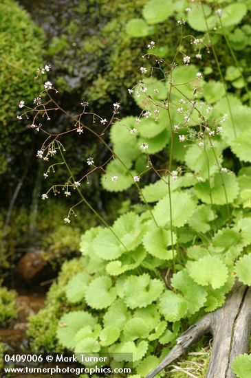 Saxifraga odontoloma (S. arguta)