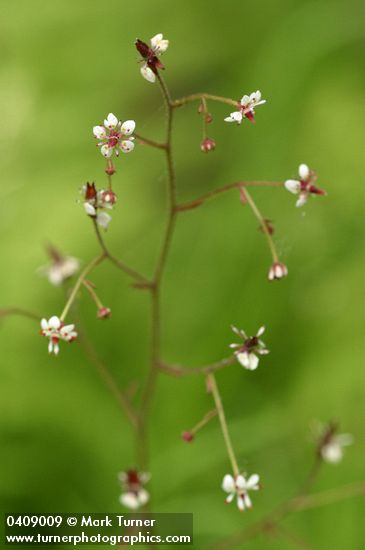 Saxifraga odontoloma (S. arguta)