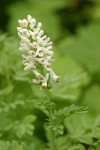 Sierra Corydalis blossoms & foliage detail