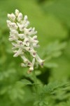 Sierra Corydalis blossoms & foliage detail