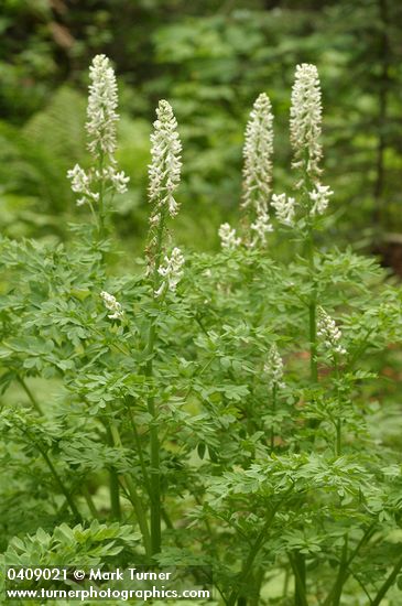 Corydalis caseana