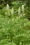 Sierra Corydalis